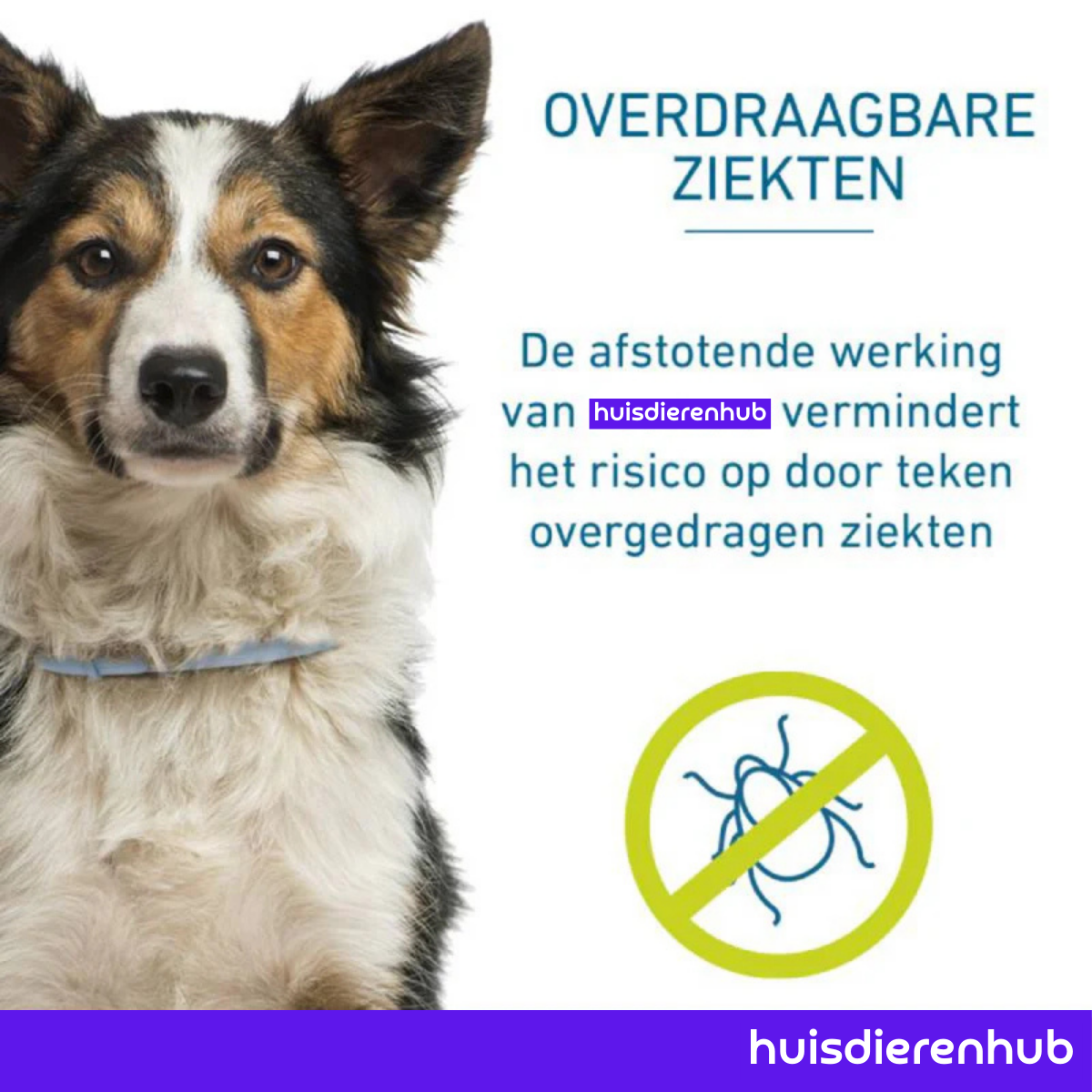 Vlooienhalsband™ Nooit meer last van vlooien!