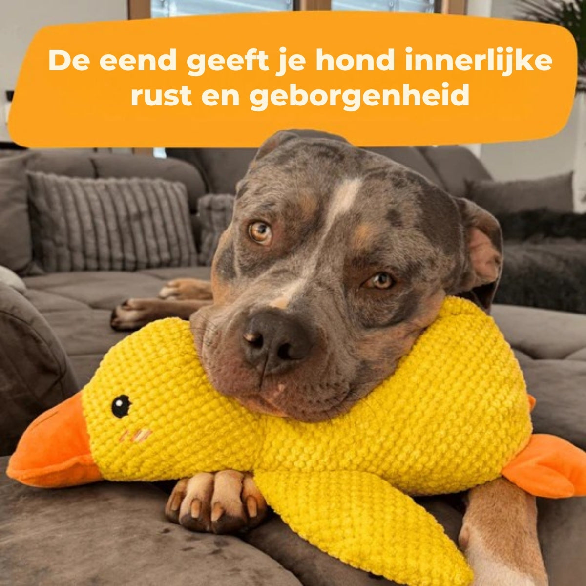 QuackBuddy | Anti-Stress Knuffel voor Honden