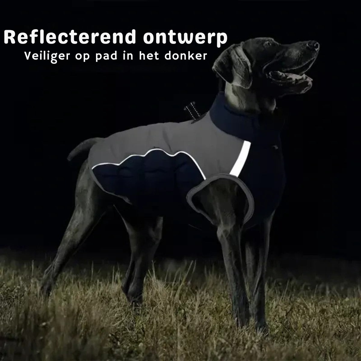 StormTail™ | Waterdichte en warme hondenjas